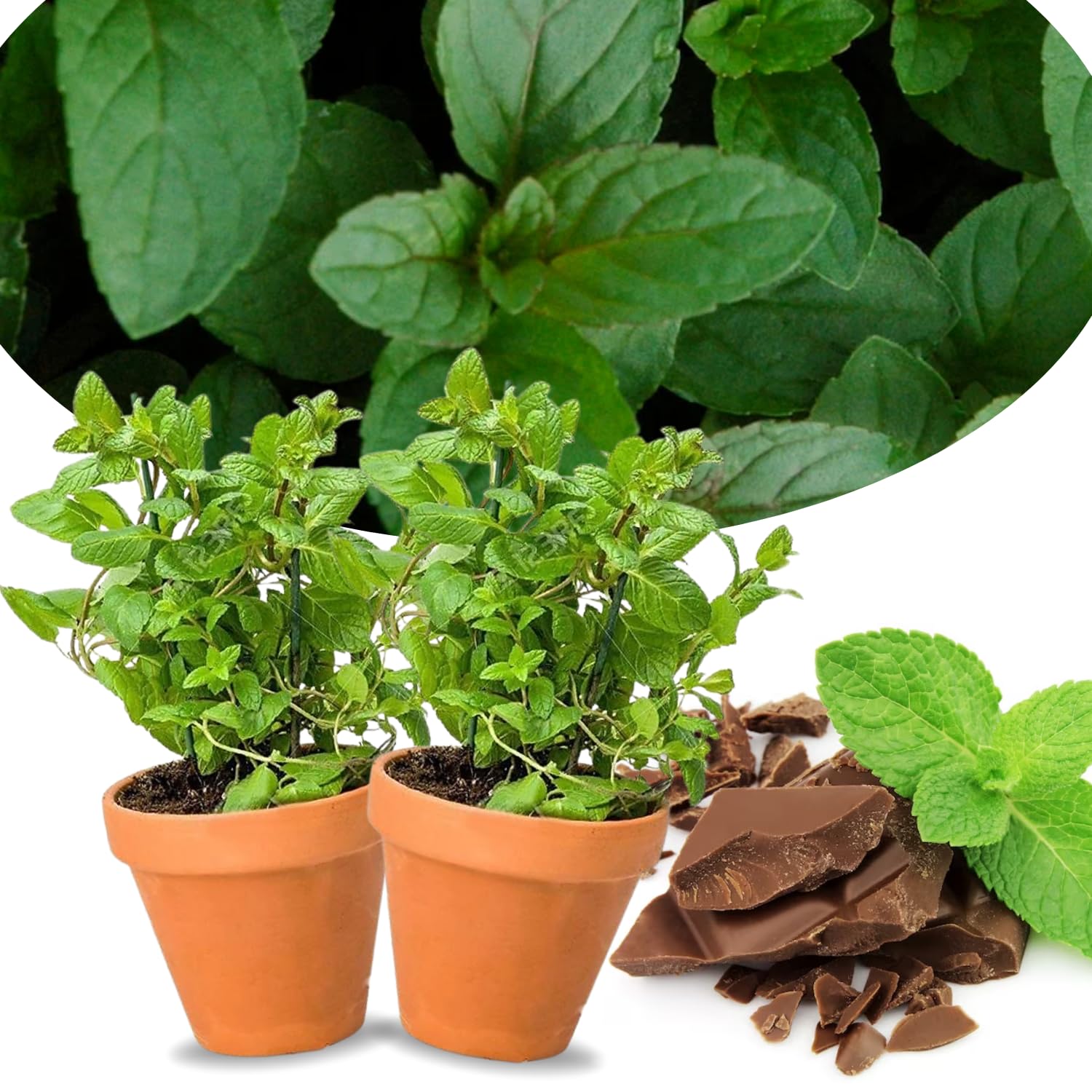 2 Peppermint Plants Live Clumps Potted, Size 5-9" in Tall, Fresh Mints Herb for Indoor Outdoor Growing, Culinary Gardening, Cold Hardy and Fast-Growing
