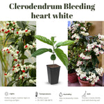 2 Clerodendrum Live Plants, Clerodendrum Thomsoniae White Blooms, 5-9 Inc Tall