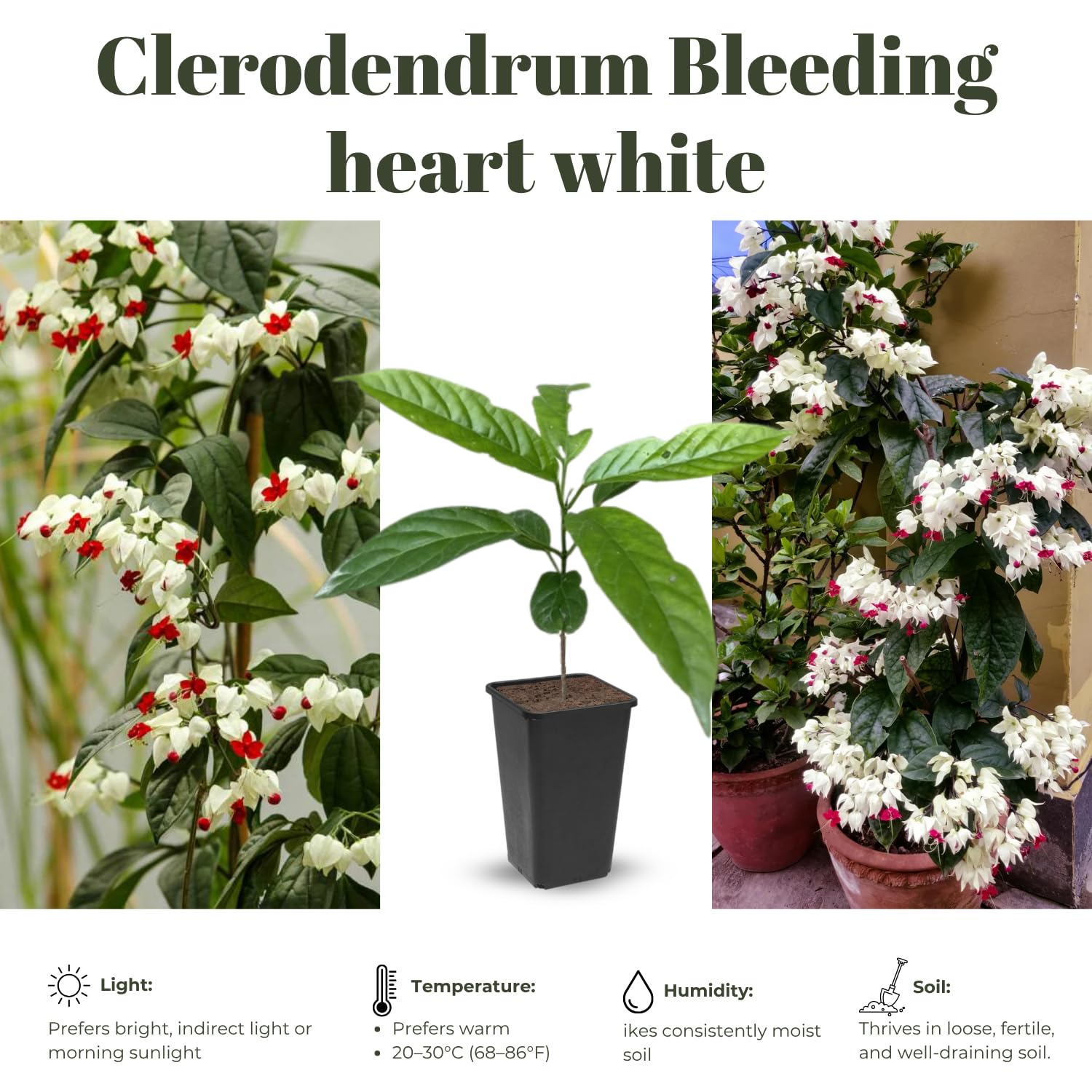 2 Clerodendrum Live Plants, Clerodendrum Thomsoniae White Blooms, 5-9 Inc Tall