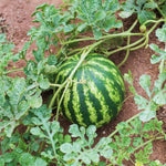 4 Live Watermelon Plants, 4 Inches Tall, Watermelon Plant Live Pot, Live Red Watermelon Plants for Gardening Indoor Outdoor