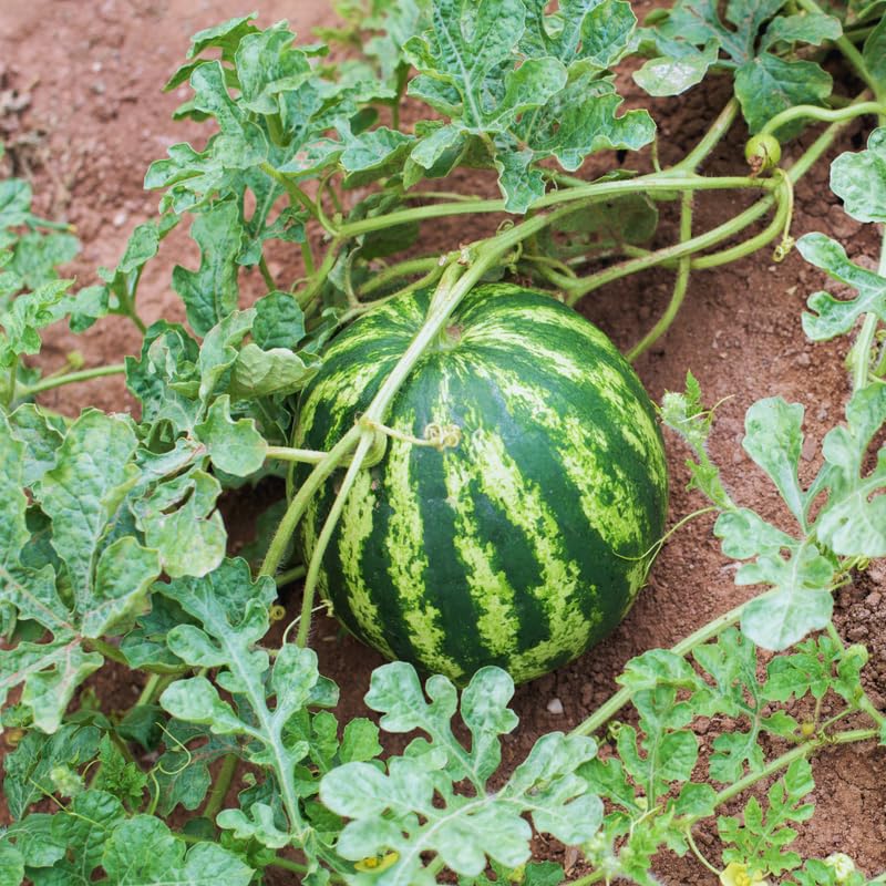 4 Live Watermelon Plants, 4 Inches Tall, Watermelon Plant Live Pot, Live Red Watermelon Plants for Gardening Indoor Outdoor