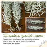 Air Plants Spanish Moss, Tillandsia Air Plant Live, Clump 10" Long, Air Purifying Plants Indoor for Terrarium, Hanging Basket, and Home Decoration