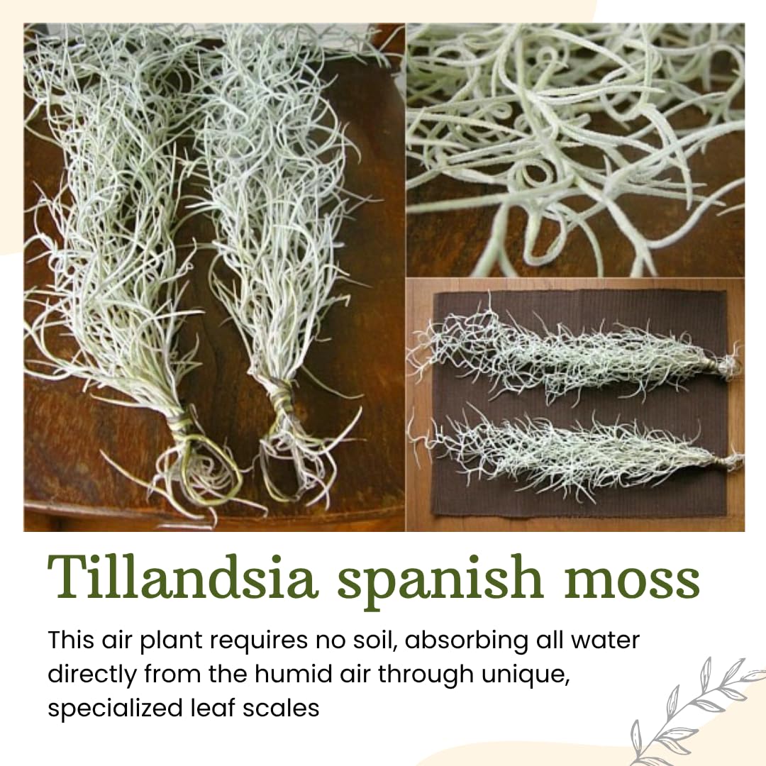 Air Plants Spanish Moss, Tillandsia Air Plant Live, Clump 10" Long, Air Purifying Plants Indoor for Terrarium, Hanging Basket, and Home Decoration