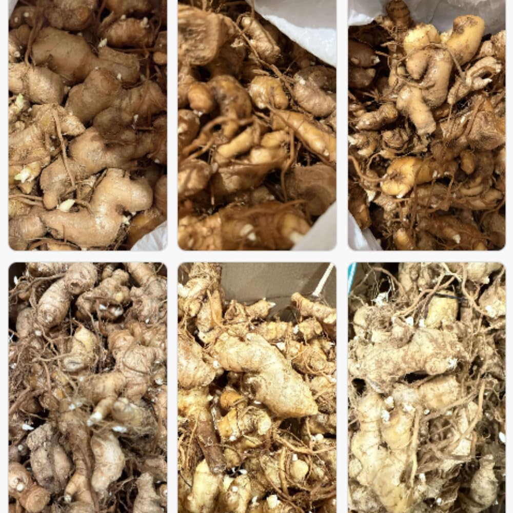 5 Awapuhi Red Ginger Rhizomes, Shampoo Ginger Live Plant Rhizomes, Fresh Roots, Zingiber Zerumbet Hawaiian Ginger Lily for Planting, Pinecone