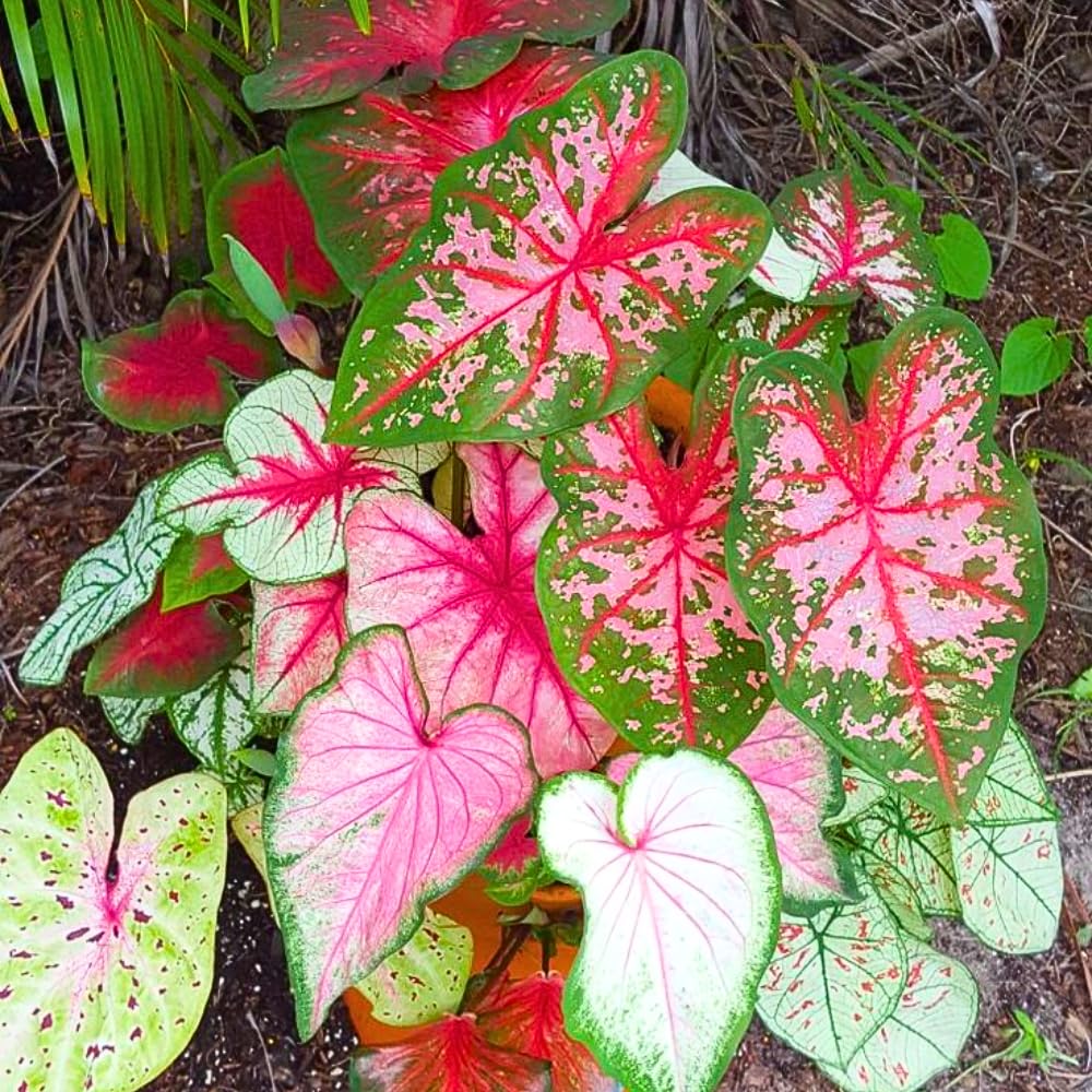 Set 2 Caladium Plants, Mix Caladium Houseplant Live 4-6 Inches Tall, Garden and Container Growing (Mix)