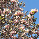 Saucer Magnolia Tree in Gallon Pot, Live Flowering Magnolia Tree, Hardy Ornamental Shade Trees with Fragrant Blooms