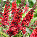 Red Butterfly Bush Buddleia Butterfly Plant Live, 4-9" Tall Well-Rooted for Outdoor Gardens, Perennial Shrub, No Pot