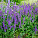 4 Fragrant Sage Salvia Live Plants, Planting in Spring Sage Plants Live, 5 to 10 Inches in Tall, Change Color (Blue-Purple)