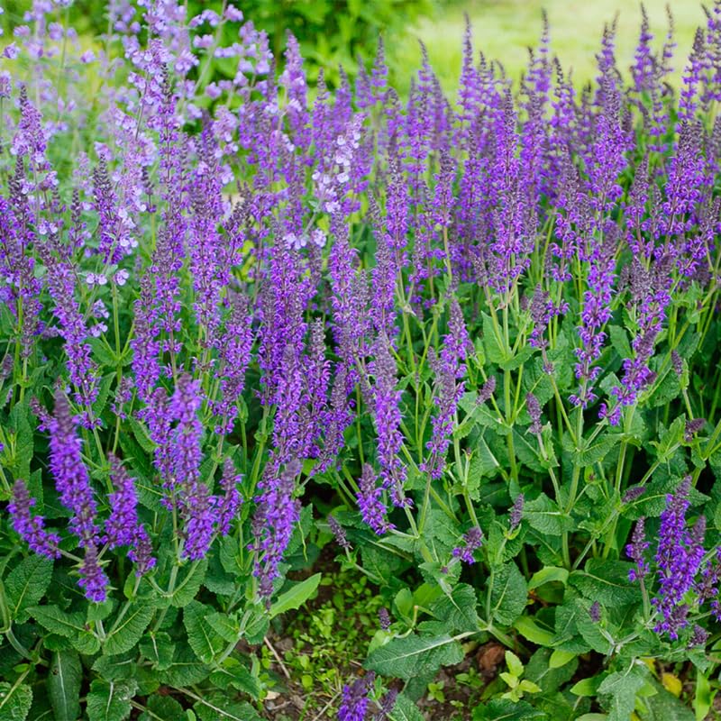 4 Fragrant Sage Salvia Live Plants, Planting in Spring Sage Plants Live, 5 to 10 Inches in Tall, Change Color (Blue-Purple)
