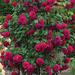 Deep Pink-Purple Climbing Rose Live Plant, 6 Months Old Starter, Fragrant Purple Climbing Roses for Planting Outdoor, No Pot