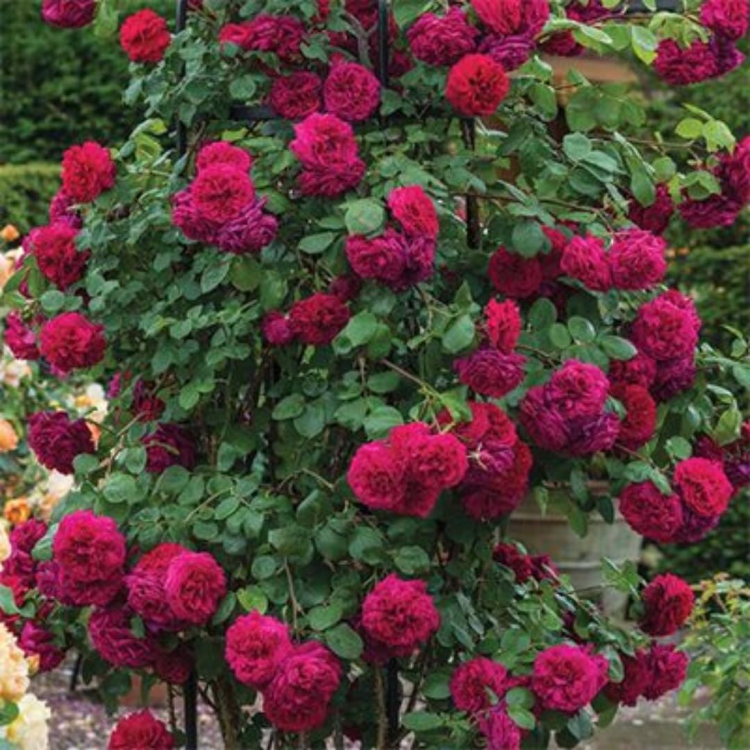 Deep Pink-Purple Climbing Rose Live Plant, 6 Months Old Starter, Fragrant Purple Climbing Roses for Planting Outdoor, No Pot