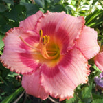 Pack 3 Daylily Bulbs for Planting, Hardy Perennial Flower with Vibrant Blooms, Reblooming Daylilies Bulbs for Garden Borders and Containers (Strawberry)