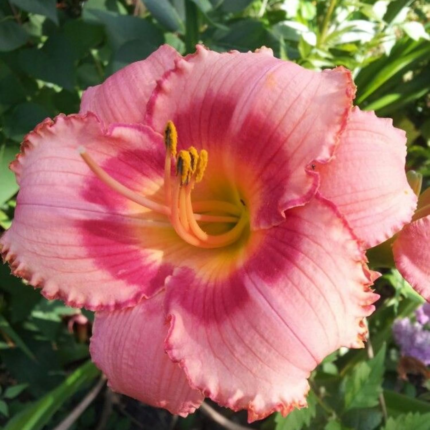 Pack 3 Daylily Bulbs for Planting, Hardy Perennial Flower with Vibrant Blooms, Reblooming Daylilies Bulbs for Garden Borders and Containers (Strawberry)