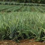 Pack 2 Pineapple Plants Live, Sweet Pineapple Trees Live Plants, Cold Hardy Pineapple Fruit Trees, 4-8 Inch Height, No Pot, Well-Rooted (Elite Gold Pineapple)