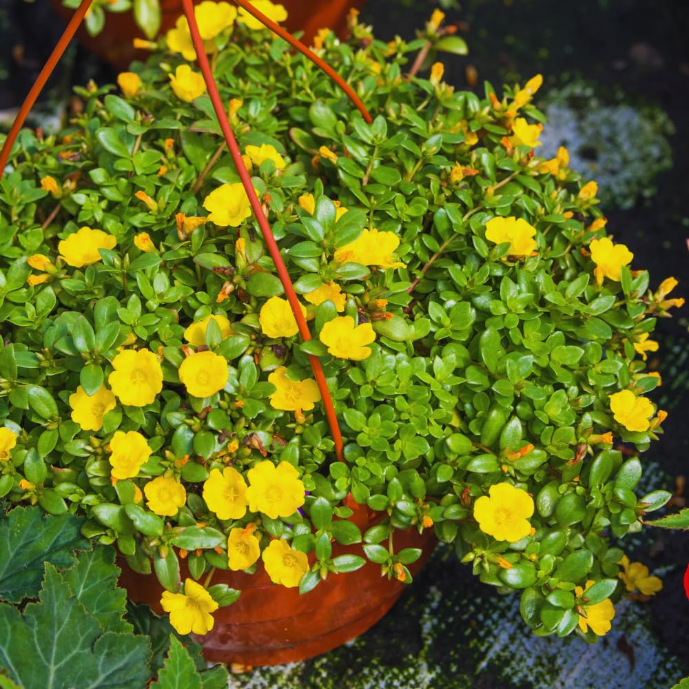 2 Yellow Purslane Plants Live, 4 to 6 Inc Long, Purslane Portulaca Flower Plants Indoor Outdoor Growing