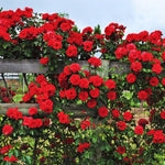 6 Red Rose Bush Cuttings Plant Live, Rose Climbing Vine Live Plant, 5 to 8'' Tall Cuttings