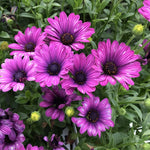 2 Mix Osteospermum African Daisy Plants, Perennial Daisy Flowers for Outdoor Planting 3-5 Inches (Purple)