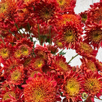 Red Orange Chrysanthemum Plant, Set 2 White Mums Plants Live, Hardy Perennial Mum Live Plant, 3 to 6 Inch Tall Garden Mum Starter Plants for Garden Beds, Containers, Vibrant Fall Blooms, No Pot
