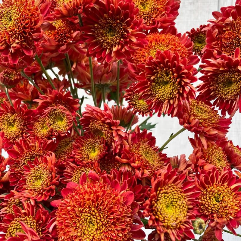 Red Orange Chrysanthemum Plant, Set 2 White Mums Plants Live, Hardy Perennial Mum Live Plant, 3 to 6 Inch Tall Garden Mum Starter Plants for Garden Beds, Containers, Vibrant Fall Blooms, No Pot