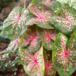 Set 2 Caladium Plants, Mix Caladium Houseplant Live 4-6 Inches Tall, Garden and Container Growing (Pink)