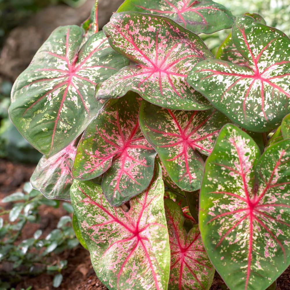 Set 2 Caladium Plants, Mix Caladium Houseplant Live 4-6 Inches Tall, Garden and Container Growing (Pink)