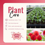 Red Dahlia Bulbs Pant, 2-3" Tall, Dahlia Flower Bulbs for Outdoor Garden, Flowering Tuber Cluster for Planting, Not Live Plant