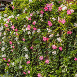 2 Mixed Mandevilla Live Plants, Flowering Mandevilla Plants, 5-9” Tall, Mandevilla Trellis Vines for Outdoor Garden and Containers