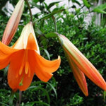 2 Large Orange Lily Bulbs, 4-6 Inch, Orange Lilies Bulbs, Flowering Bulb for Outdoor Garden Beds and Containers