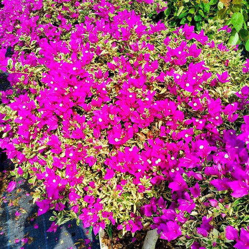 2 Raspberry Ice Bougainvillea Plants Live, Flowering Bougainvillea Vine for Outdoor Garden or Trellis, 5-9 Inch Tall, Very Hardy