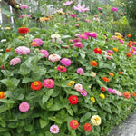 3 Assorted Zinnia Plant Live, Orange Red Zinnia Flower Plant from 3 to 5 Inc Tall Growing Outdoor Garden