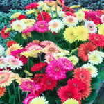 Pack of 2 Daisy Plants, Mix Gerbera Daisy Live Plants, Gerbera Daisy Plant, 4 to 7 Inches Tall, Daisy Live Plant, No Pot, Daisy Plants Live for Growing Outdoors Indoors