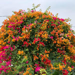 Sets 3 Climbing Bougainvillea Plants Live for Full Sun Trellis Tree, Shrub or Vine Bougainvillea Vibrant Bloom, Very Hardy, 5-9" Tall, Random Single Color