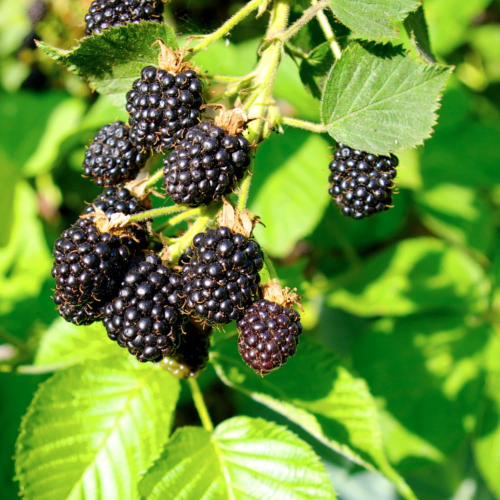 4 BlackBerry Plants Live for Planting, 5-9 Inches Height, Sweet Berry Bush Live Plant, Large Berries Plant (Triple Crown BlackBerry)