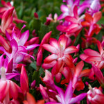 True Thanksgiving Cactus Plant Live in 4" Pot, Ready to Bloom, Holiday Christmas Cactus Plants Live, Vibrant Blooms (Pink)