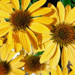 Combo 6 Echinacea Plants Roots, Yellow Coneflower Plant Live Indoor, 5 to 6 Inc Tall, Echinacea Flower Plant Gardening