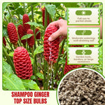Pack 10 Shampoo Ginger Roots for Growing Perennial Garden, Awapuhi Zingiber Zerumbet Ginger Rhizomes, Hawaiian Ginger Lily