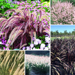 Set 2 Grass Plants Live for Planting, 5-9 Inch Tall, Ornamental Grasses Live Plants Perennial Grass, Well-Rooted (Mixed Grass)