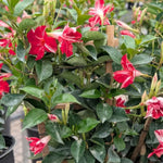 Mandevilla Vine Plants Mandevilla Plant Live, 5 to 7'' Tall Seedling, Annual Flowering Mandevilla Live Plant Outdoor Growing