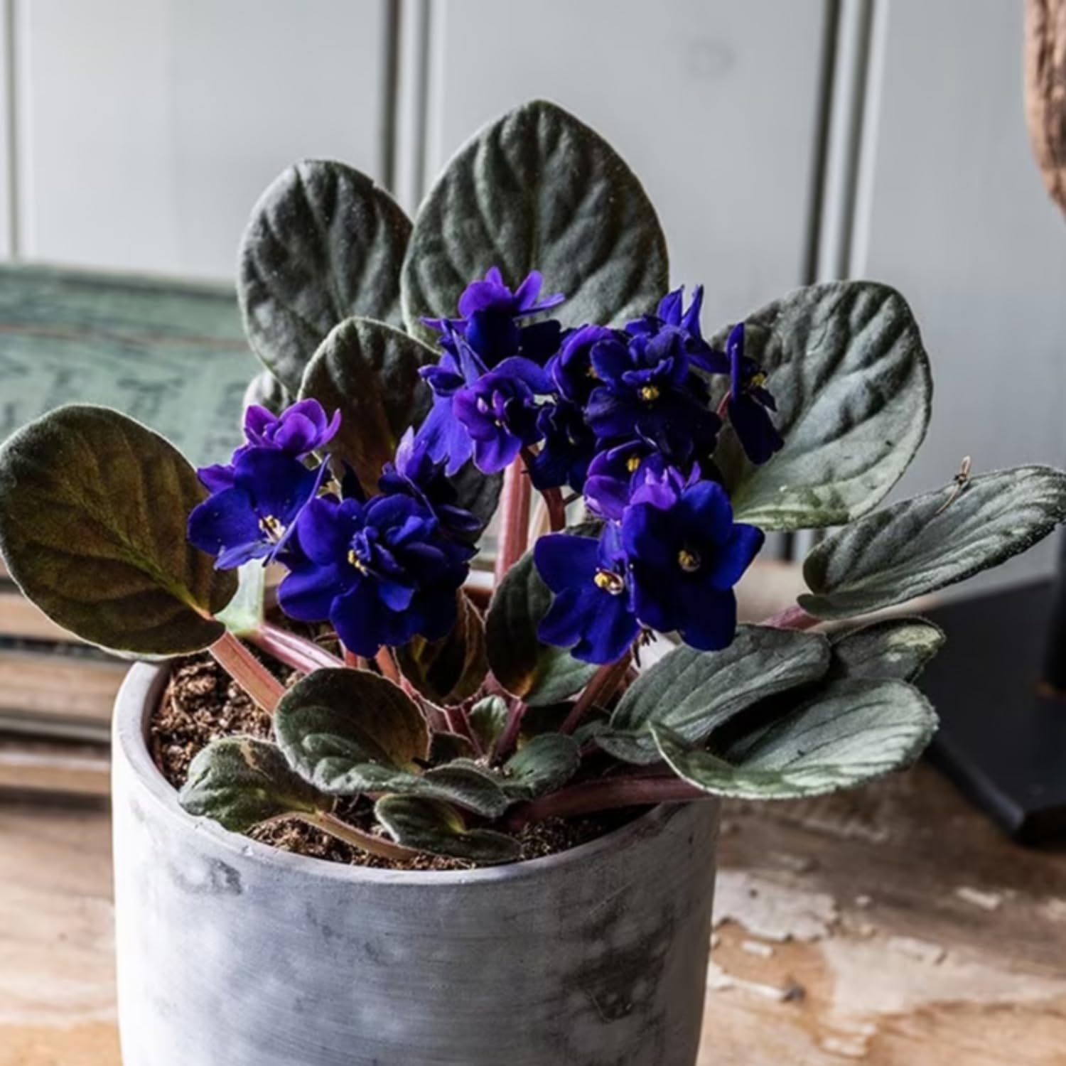 African Violets Live Plants Houseplants, Dark Blue African Violet Flower 4 Inches Pot, Live African Violet Plant Indoor Ready to Grow Your Garden