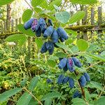 Blue Honeyberry Live Plant, Haskap Honeyberrie Plant 5-8” Tall, Sweet Fruit Berry Starter Plant, Cold Hardy Berry Bush for Outdoor Gardening