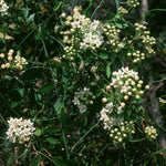3 Light White Milkweed Plant Live, Asclepias Tuberosa Butterfly Bush, 4-8"