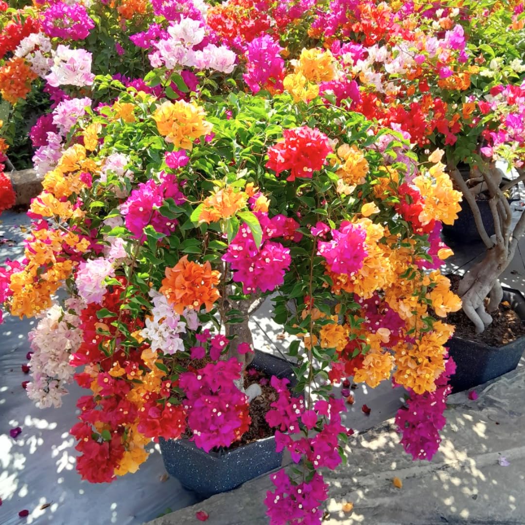 Sets 3 Climbing Bougainvillea Plants Live for Full Sun Trellis Tree, Shrub or Vine Bougainvillea Vibrant Bloom, Very Hardy, 5-9" Tall, Random Single Color
