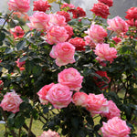 6 Pink Rose Bush Cuttings Plant Live, Rose Climbing Vine Live Plant, 5 to 8'' Tall Cuttings