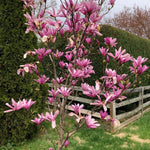 Jane Magnolia Tree, Dormant Magnolia Flowering Shrub Bush in 2.5'' Pot, Well Rooted Magnolia to Grow in Container, Garden