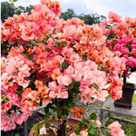 2 Bougainvillea Plants Live, Flowering Bougainvillea Vine for Outdoor Garden or Trellis, 5-9 Inch Tall, Very Hardy
