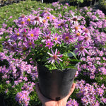 Live Aster Plant for Planting, Vibrant Pink Blooms 4-9 Inch Tall, Hardy and Perennial Aster, Ideal for Container and Outdoor Growing