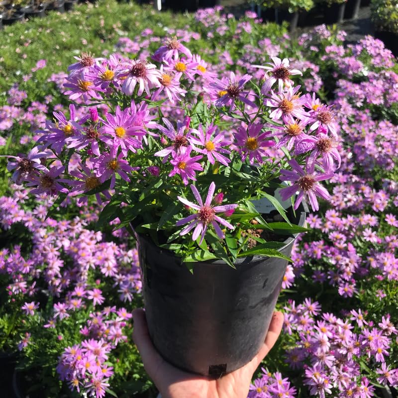 Live Aster Plant for Planting, Vibrant Pink Blooms 4-9 Inch Tall, Hardy and Perennial Aster, Ideal for Container and Outdoor Growing