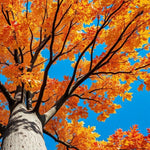 Fragrant Sassafras Tree Live Plant, 8-15" Tall Seedling in Pot, Colorful Autumn Foliage, Sassafras Plant for Landscaping