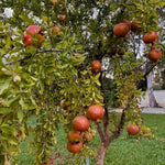 Live Wonderful Pomegranate Plant 4-7" Tall, Hardy Dwarf Pomegranate Tree in 4 Inches Pot, Sweet Edible Fruit Fast Growing Plant for Indoor