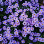 Live Aster Plant for Planting, Vibrant Purple Blooms 4-9 Inch Tall, Hardy and Perennial Aster, Ideal for Container and Outdoor Growing